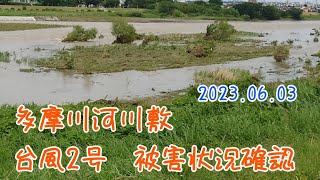 【昆虫採集】多摩川河川敷 台風2号 被害状況確認 2023.06.03［ヒラタクワガタ、コクワガタ、ノコギリクワガタ、クワガタ］