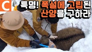 눈 속에 갇힌 산양을 구조 했어요.