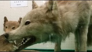 Hokkaido Wolf Sound Effects