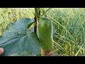 অসমত কোমোৰা খেতি কৰাৰ সহজ পদ্ধতি how to grow white mellon in assamese white gourd harvesting