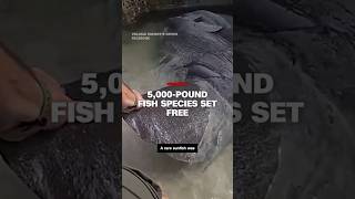 5,000-pound fish species set free