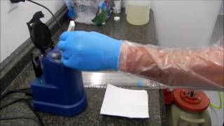 Artificial Insemination Procedure on Cow  at LTR Embryo Transfer Facility Montana