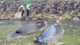 Meet giant fish in a puddle. Catch giant fish with bare hands. Fish catching skills