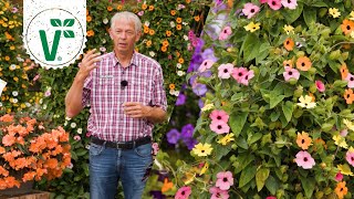 Rankpflanzen für Balkon \u0026 Garten - Volkers Gartenwissen