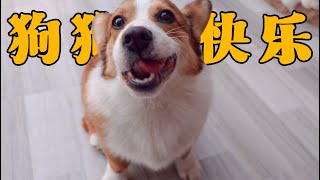 🥰萌宠vlog🐶🐱小柯基的迷惑行为！有时候，狗狗的快乐就是这么简单！【胖胖家的猫】