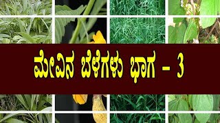 ಮೇವಿನ ಬೆಳೆ ಭಾಗ 3 | Fodder varieties  | ಜಾನುವಾರುಗಳಿಗಾಗಿ ಬೇಕಾದ ಮೇವುಗಳ ಮಾಹಿತಿ @NegilaYogi