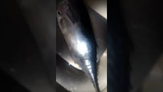 কইনচেন দেহি এইডা কি মাছ #viral #food #ytshorts #fish