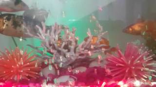 Fish aquarium  in house with soft music