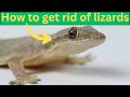 How to get rid of lizards at home naturally; 3 ways