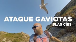 Ataque brutal gaviotas Islas Cíes