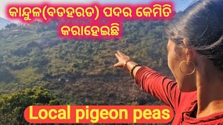 କାନ୍ଦୁଳ(କାଙ୍ଗାନେଡା) ପଦର କେମିତି କରାହେଇଛି || Local pigeon peas || @taravlogs25