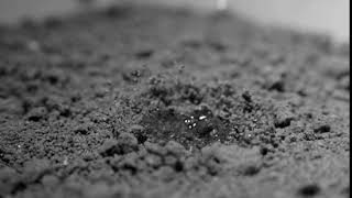 Silt Loam soil