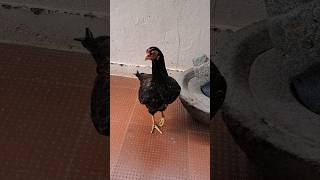 🐔கோழி உடம்புல  பேன் இருக்கா🤣#funny_chicken #kozhi_koothugal #trending #youtubeshorts #viralvideo #yt