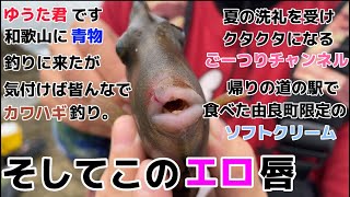 和歌山県に青物釣りに来たがいつのまにかカワハギ釣りに変わってた動画