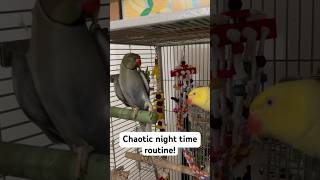 A chaotic night time routine! 😴 #talkingparrot #nightroutine #talkingbird #talkingbird #vlog