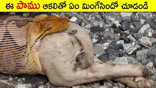 ఈ పాము  ఆకలితో  ఏం మింగేసిందో చూడండి | Things Swallowed By Snakes And Animals | #BSFACTS