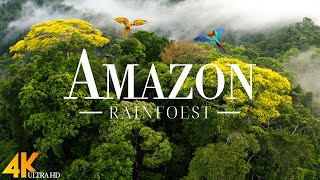 Amazon 4k - The World’s Largest Tropical Rainforest | Jungle Sounds | Scenic Relaxation Film