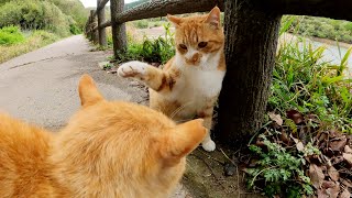 茶トラ猫が人間の足元に隠れて茶シロ猫を挑発するw