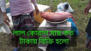 আকর্ষণীয় একটি লাল কোরাল মাছ।See how much it costs to sell an attractive red coral fish,Bazar tv