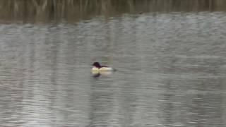 GOOSANDER AT WOOLSTON EYES 31ST DECEMBER 2016