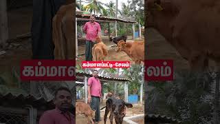 மடி நோயை எப்படி கன்ட்ரோல் பண்ணுறது #cow #vivasayaarvalargal #shorts