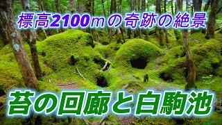 苔の回廊と白駒池　標高2100ｍの絶景、白駒池を1周しました。