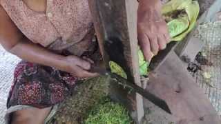 Cutting Tobacco--Cambodian-style! 2