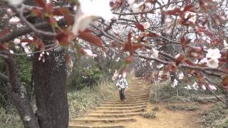 春の高尾山　もみじ台奥の登山道の桜　2014.4.14 Mount Takao