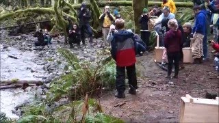 Fisher release 5, Randle, WA (Saturday 02/06/2016)