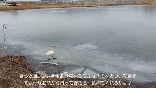 入江田沼の白鳥