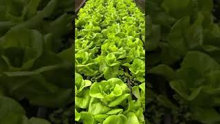 Go green/farmfresh/lettuce/Botavia/romaine/butterhead/celery