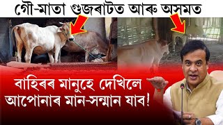 গৌ-মাতা গুজৰাটত আৰু অসমত! বাহিৰৰ লোকে দেখিলে মুখ্যমন্ত্ৰী মান সন্মান যাব!