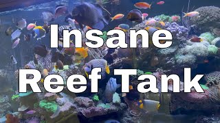 The Best Reef Tank I’ve Ever Seen - Day 18