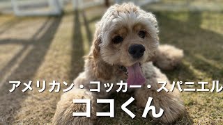 アメリカン・コッカー・スパニエル　ココくん【American cocker spaniel】