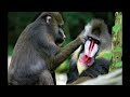 🔥 unveiling the wild world of mandrills stunning sexual dimorphism 🐒