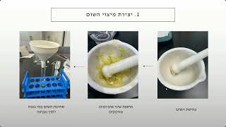 ביוחקר ברשת- השפעת שום על מידת עיכוב התרבוץ חיידקי E.coli