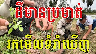 បងប្អូនស្គាល់ដើមនេះទេ អ្នកស្រុកភូមិថាស្លប្រហើរឆ្ងាញ់ណាស់