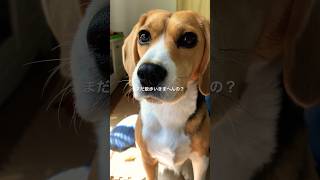 早く外で遊びたいビーグル犬#いぬ #beagle