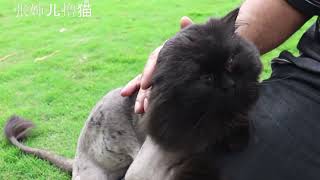 张婶儿撸猫：猫咪集锦，特别喜欢看猫咪们懒洋洋无所事事的样子，让张婶儿总是特别向往躺平的日子。这可能就是为什么现代人都喜欢当猫奴吧！#猫咪日常 #cutecats