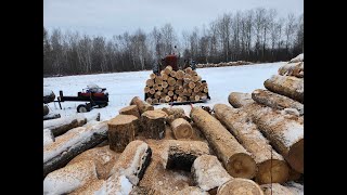 FARMSTEADING. Cold sets in. Melissa still in Louisiana. Sick calf. More shelves. Cutting firewood.