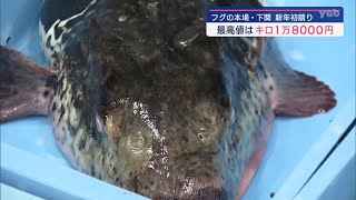 【山口】フグ取扱量日本一の下関で初競り