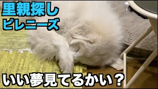 里親探しピレニーズ・寝姿がいいよ！マシュー笑【93 94日目】