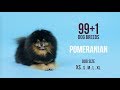 Pomeranian / 99+1 Dog Breeds