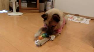 新しいおもちゃに夢中のぶさかわ犬