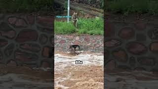 Against All Odds: The Incredible Rescue of a Dog from a Flash Flood in a Mountain Village