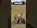 what s the best way to reunite a mother cheetah with her cubs