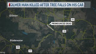 Gilmer man killed after tree falls on his car