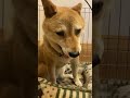 あくび u0026あくびの柴犬 柴犬 しばいぬ わんこ 柴犬のいる暮らし 柴犬はな 可愛い動物 老犬 眠い あくび shiba inu shibainu