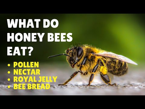 Do bees eat all their honey?