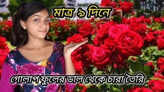 গোলাপ গাছের ডাল থেকে চারা তৈরি |গোলাপ গাছের কাটিং | How To Grow Rose Plant From Cuttings